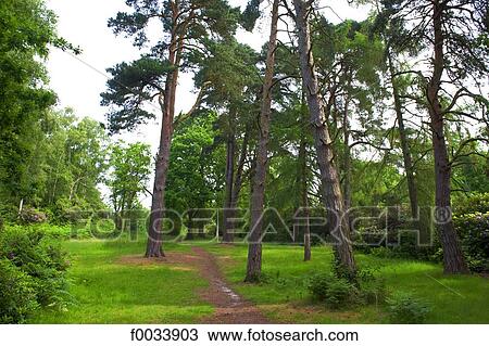 Stock Image - England, Norfolk, woods near Sandringham. Fotosearch