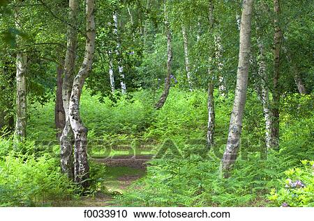 England, North Yorkshire, woods View Large Photo Image Stock Image - England, North Yorkshire, woods. Fotosearch