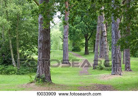 Stock Photo - England, North Yorkshire, woods. Fotosearch