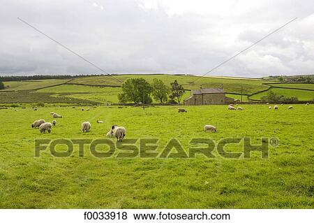 Stock Photo - England, Yorkshire Dales, landscape between Risplith and Pateley Bridge. Fotosearch