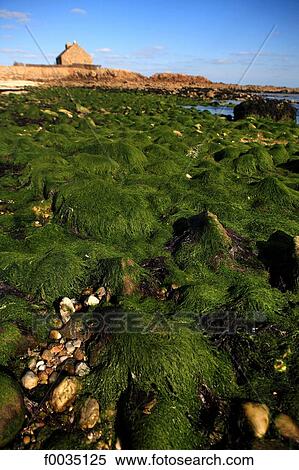 France, Brittany, La Trinite sur Mer, seaweed View Large Photo Image Stock Photography - France, Brittany, La Trinite sur Mer, seaweed. Fotosearch
