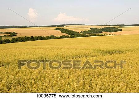 France, Burgundy, fields of rape near Chablis View Large Photo Image Stock Photo - France, Burgundy, fields of rape near Chablis. Fotosearch