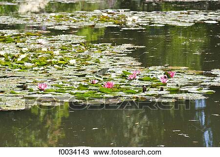 France, Normandy, Giverny, gardens of Claude Monet View Large Photo Image Stock Image - France, Normandy, Giverny, gardens of Claude Monet. Fotosearch