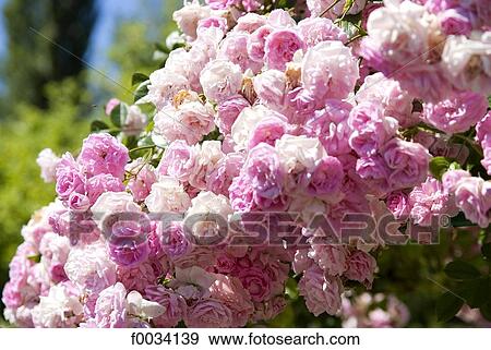 France, Normandy, Giverny, gardens of Claude Monet View Large Photo Image Stock Photo - France, Normandy, Giverny, gardens of Claude Monet. Fotosearch
