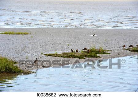 France, Poitou Charentes, estuary of Talmont sur Gironde View Large Photo Image Stock Image - France, Poitou Charentes, estuary of Talmont sur Gironde. Fotosearch