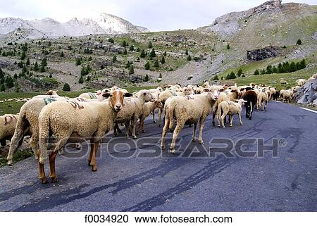 France, Provence, col de Restefond, sheeps View Large Photo Image Stock Image - France, Provence, col de Restefond, sheeps. Fotosearch