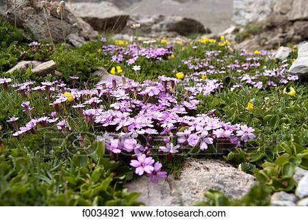 France, Provence, flowers View Large Photo Image Stock Image - France, Provence, flowers. Fotosearch