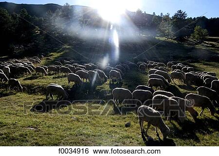 France, Provence, Lauzanier valley, sheeps View Large Photo Image Stock Photograph - France, Provence, Lauzanier valley, sheeps. Fotosearch