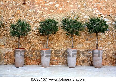 Greece, Crete, Rethymno, olive trees View Large Photo Image Stock Photo - Greece, Crete, Rethymno, olive trees. Fotosearch