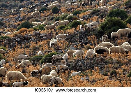 Greece, Crete, sheeps in the hills View Large Photo Image Stock Photo - Greece, Crete, sheeps in the hills. Fotosearch