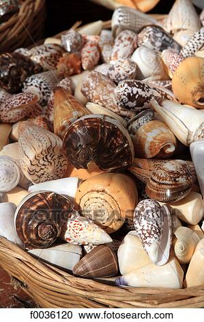 Greece, Crete, shells View Large Photo Image Stock Image - Greece, Crete, shells. Fotosearch