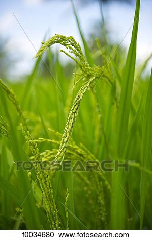 Indonesia, Bali, near Gunung Kawi temple, rice View Large Photo Image Stock Image - Indonesia, Bali, near Gunung Kawi temple, rice. Fotosearch