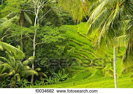Stock Image - Indonesia, Bali, near Gunung Kawi temple, ricefields. Fotosearch