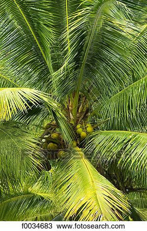 Indonesia, Bali, near Gunung Kawi temple, coconut palm View Large Photo Image Stock Image - Indonesia, Bali, near Gunung Kawi temple, coconut palm. Fotosearch
