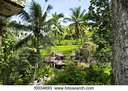 Indonesia, Bali, near Gunung Kawi temple, ricefields View Large Photo Image Stock Image - Indonesia, Bali, near Gunung Kawi temple, ricefields. Fotosearch