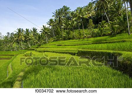 Stock Image - Indonesia, Bali, near Gunung Kawi temple, ricefields. Fotosearch