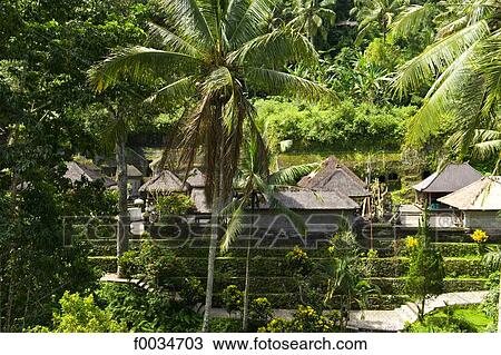 Indonesia, Bali, near Gunung Kawi temple, ricefields View Large Photo Image Stock Image - Indonesia, Bali, near Gunung Kawi temple, ricefields. Fotosearch