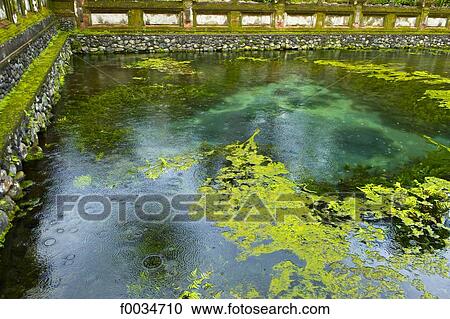 Indonesia, Bali, near Ubud, Tirta Empul temple, pond View Large Photo Image Stock Image - Indonesia, Bali, near Ubud, Tirta Empul temple, pond. Fotosearch