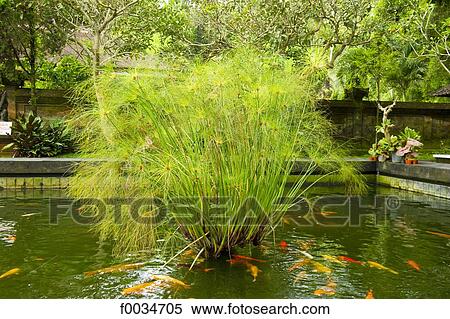 Indonesia, Bali, near Ubud, Tirta Empul temple, pond View Large Photo Image Stock Photography - Indonesia, Bali, near Ubud, Tirta Empul temple, pond. Fotosearch