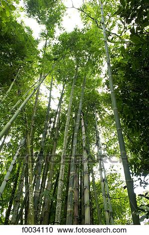 Indonesia, Java, bamboo on the side of the mount Merapi View Large Photo Image Stock Image - Indonesia, Java, bamboo on the side of the mount Merapi. Fotosearch