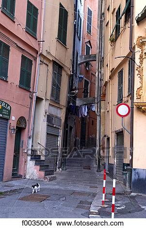 Italy, Liguria, Genoa, cat in the street View Large Photo Image Picture - Italy, Liguria, Genoa, cat in the street. Fotosearch
