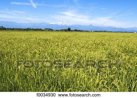 Stock Image - Italy, Piedmont, Po valley, ricefield. Fotosearch