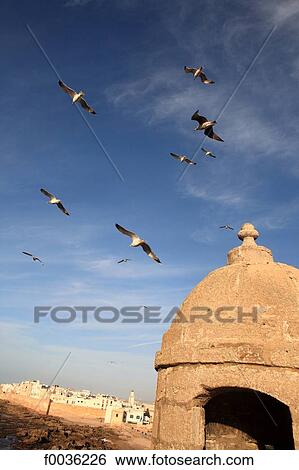 Stock Photograph - Morocco, Essaouira, fortifications. Fotosearch