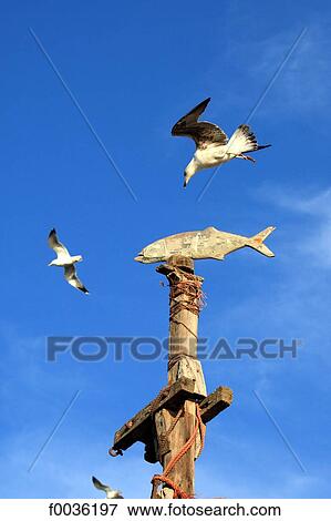 Morocco, Essaouira, the port, windvane View Large Photo Image Stock Photo - Morocco, Essaouira, the port, windvane. Fotosearch