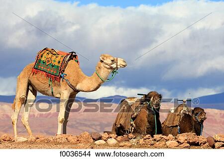 Morocco, High Atlas, near Ourzazate, camels View Large Photo Image Picture - Morocco, High Atlas, near Ourzazate, camels. Fotosearch