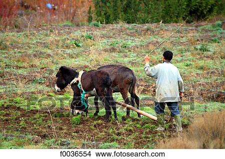 Picture - Morocco, High Atlas, near Ourzazate, peasant. Fotosearch