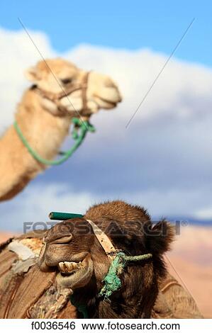 Morocco, High Atlas, near Ourzazate, camels View Large Photo Image Stock Photograph - Morocco, High Atlas, near Ourzazate, camels. Fotosearch