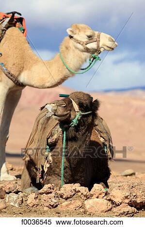 Morocco, High Atlas, near Ourzazate, camels View Large Photo Image Stock Photography - Morocco, High Atlas, near Ourzazate, camels. Fotosearch