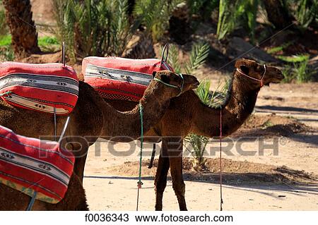 Stock Image - Morocco, Marrakech, camels in palm grove. Fotosearch