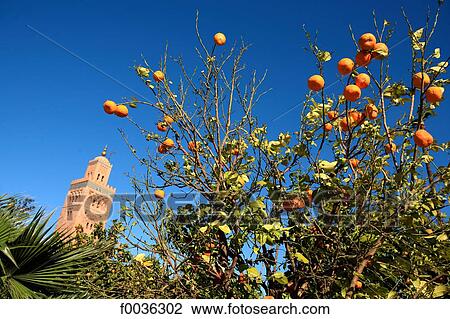 Morocco, Marrakech, Koutoubia mosque View Large Photo Image Stock Image - Morocco, Marrakech, Koutoubia mosque. Fotosearch