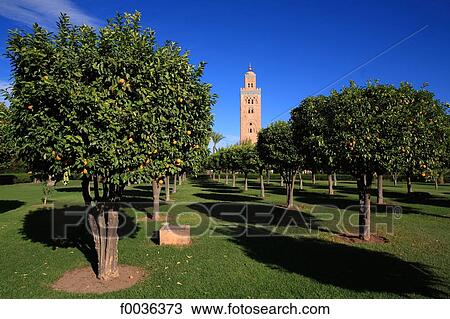 Stock Image - Morocco, Marrakech, Koutoubia mosque. Fotosearch