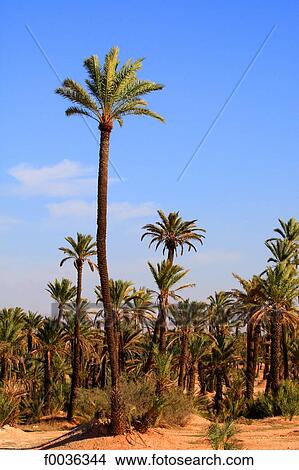 Picture - Morocco, Marrakech, palm grove. Fotosearch