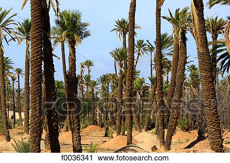 Morocco, Marrakech, palm grove View Large Photo Image Stock Image - Morocco, Marrakech, palm grove. Fotosearch