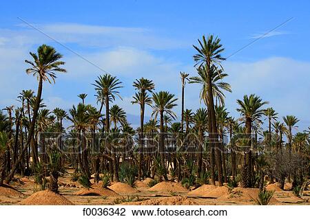Morocco, Marrakech, palm grove View Large Photo Image Stock Image - Morocco, Marrakech, palm grove. Fotosearch