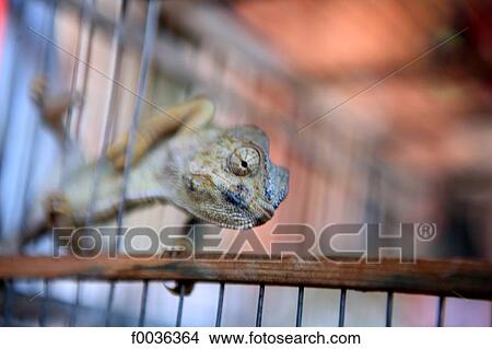 Picture - Morocco, Marrakech, souk, chameleon. Fotosearch