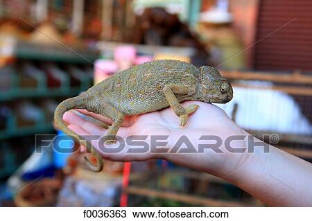 Morocco, Marrakech, souk, chameleon View Large Photo Image Stock Image - Morocco, Marrakech, souk, chameleon. Fotosearch