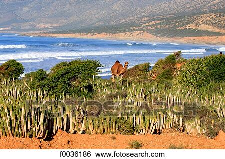 Morocco, Taghazout, camel View Large Photo Image Stock Photograph - Morocco, Taghazout, camel. Fotosearch