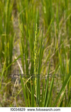 Thailand, Baan Thong Luang, rice View Large Photo Image Stock Photo - Thailand, Baan Thong Luang, rice. Fotosearch