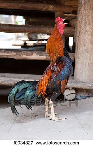 Thailand, Baan Thong Luang, rooster View Large Photo Image Stock Photo - Thailand, Baan Thong Luang, rooster. Fotosearch
