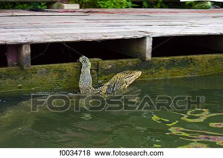 Thailand, Bangkok, Damnoen Saduak, floating market, varan View Large Photo Image Stock Photo - Thailand, Bangkok, Damnoen Saduak, floating market, varan. Fotosearch