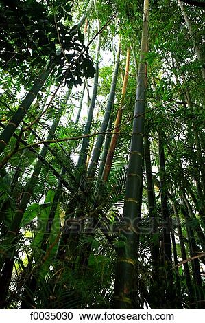 Stock Image - United States, Hawaii, bamboo. Fotosearch