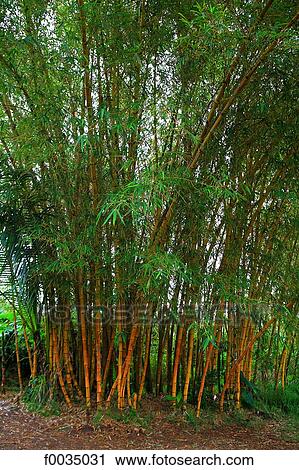 Stock Image - United States, Hawaii, bamboo. Fotosearch
