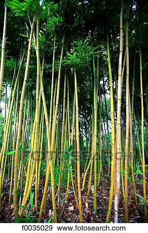 Stock Photo - United States, Hawaii, bamboo. Fotosearch
