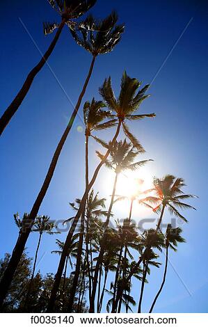 United States, Hawaii, island of Maui, palm trees View Large Photo Image Stock Image - United States, Hawaii, island of Maui, palm trees. Fotosearch