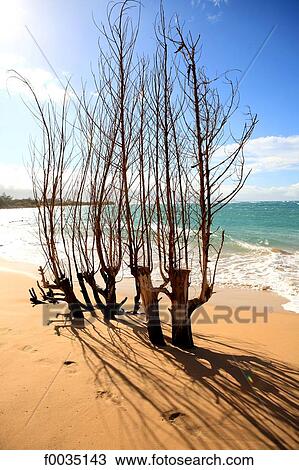United States, Hawaii, island of Maui, beach View Large Photo Image Stock Image - United States, Hawaii, island of Maui, beach. Fotosearch