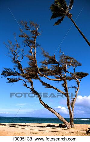 United States, Hawaii, island of Maui, tree on the beach View Large Photo Image Stock Photo - United States, Hawaii, island of Maui, tree on the beach. Fotosearch